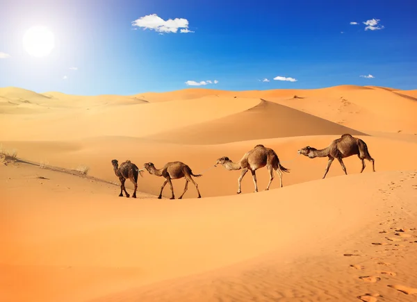 Camels in the desert — Stock Photo, Image