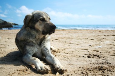 Kumsaldaki köpek.