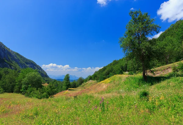Natureza em Montenegro — Fotografia de Stock