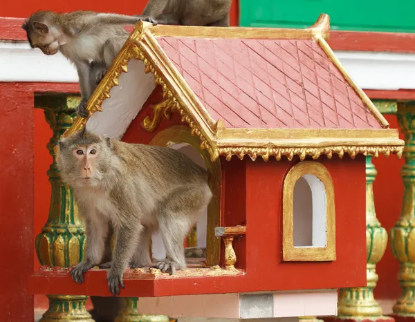 Macacos — Fotografia de Stock