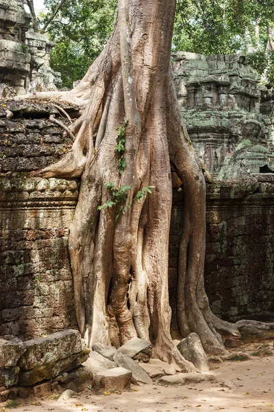 Les ruines du temple Ta Phrom — Photo