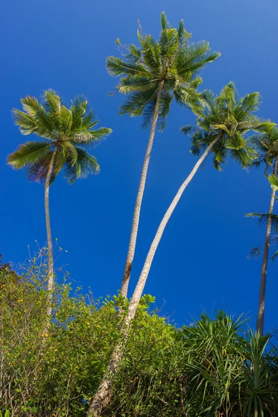 Coconut palms — Stock Photo, Image