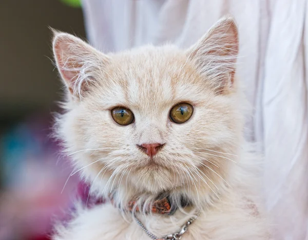 Gato bonito — Fotografia de Stock