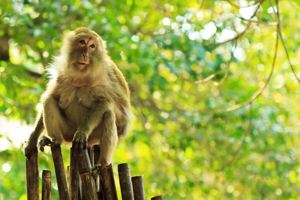 Macaco. — Fotografia de Stock