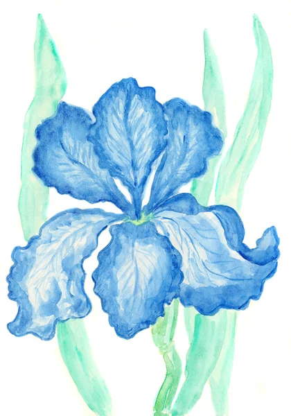Blue iris, watercolours painting — Stock Photo, Image