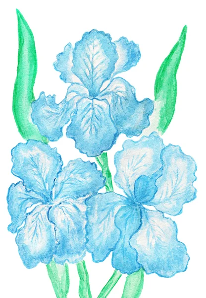 Tre ljus blå Iris, målning — Stockfoto