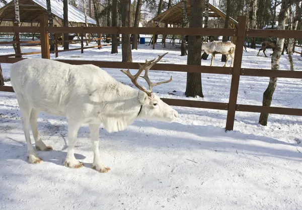 White deer — Stock Photo, Image