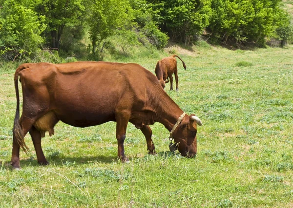 Kor på ängen — Stockfoto