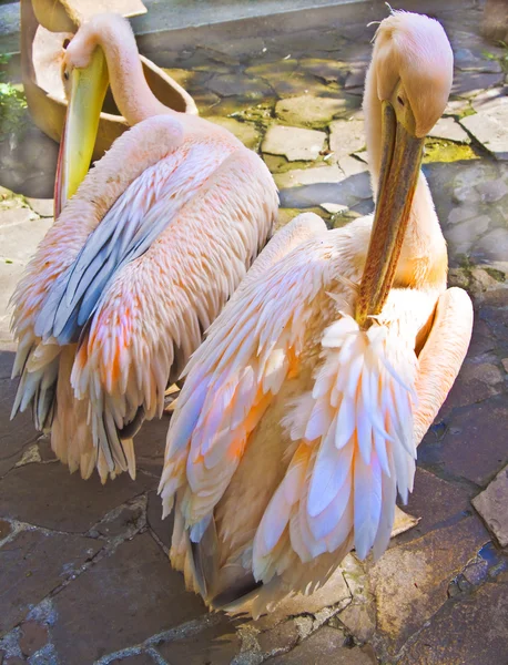 Dwa pelikany różowe — Zdjęcie stockowe
