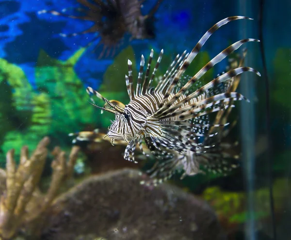 Balık-zebra (Pterois Volitans) — Stok fotoğraf