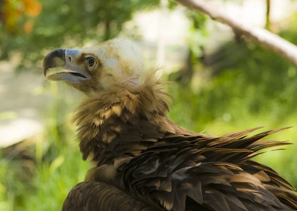 Black griffon (vulture) — Stock Photo, Image