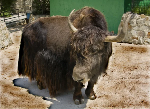 Yak tibetano (Bos grunniens ) — Fotografia de Stock