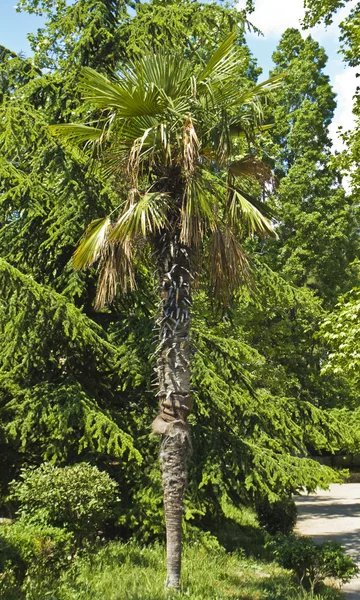 Palm verticaal — Stockfoto