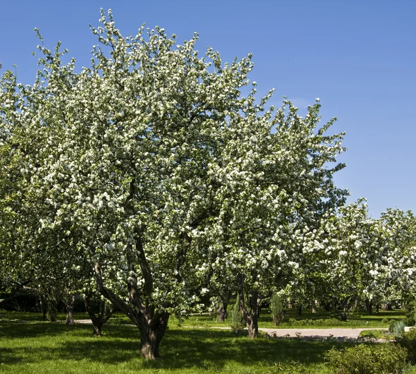 ஆப்பிள் தோட்டம் — ஸ்டாக் புகைப்படம்