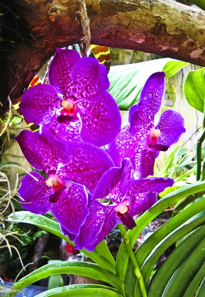 Фіолетовий орхідей — стокове фото