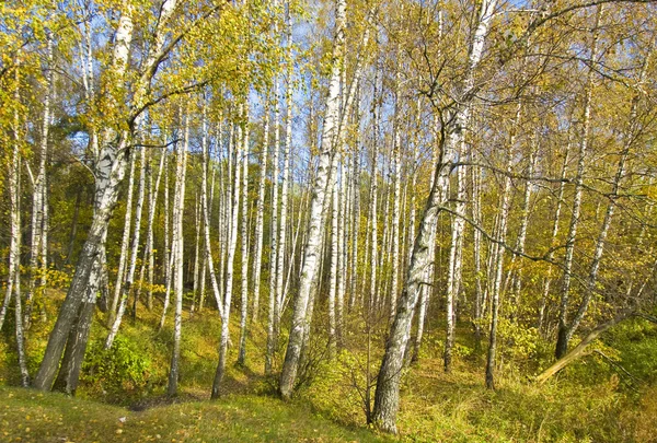 Herbst im Birkenwald — Stockfoto