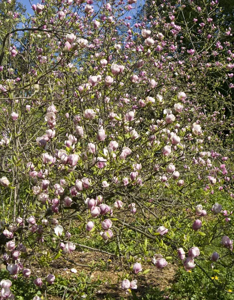 Magnolia rosa — Foto Stock