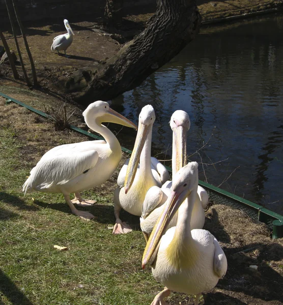 Pélicans — Photo