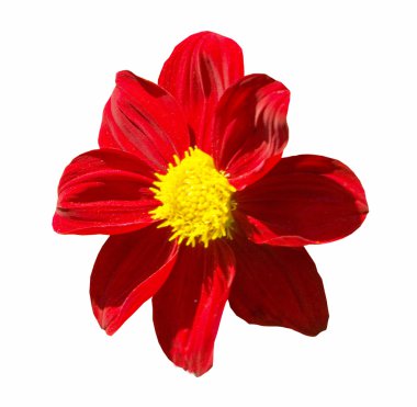 kırmızı yıldız çiçeği