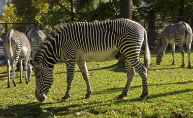kaç zebra