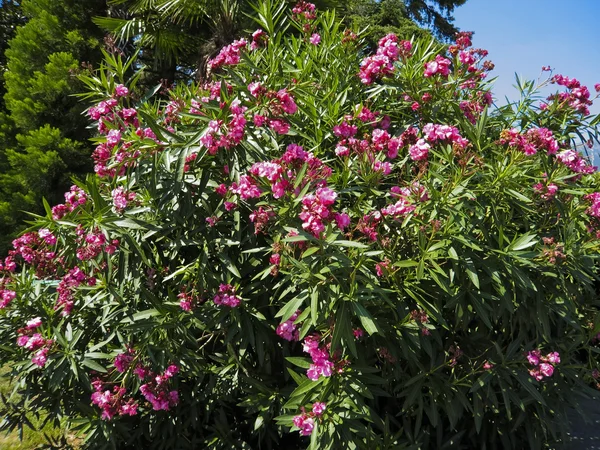 Rosafarbener Oleander — Stockfoto