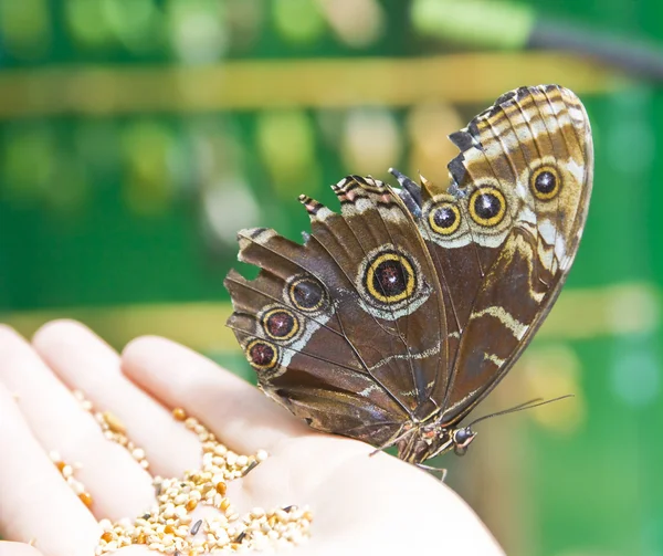 Mariposa Calígula en la mano — Foto de Stock