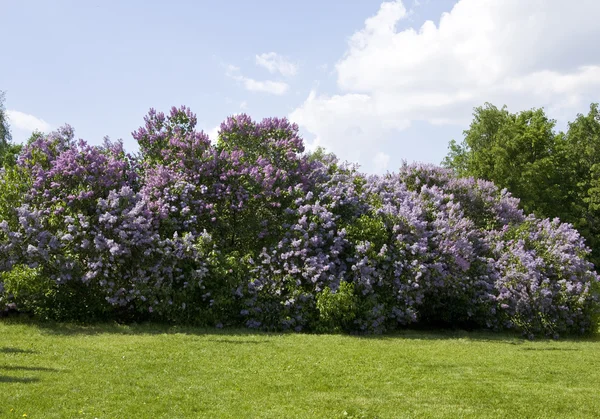 Big Lilac — Stock Photo, Image