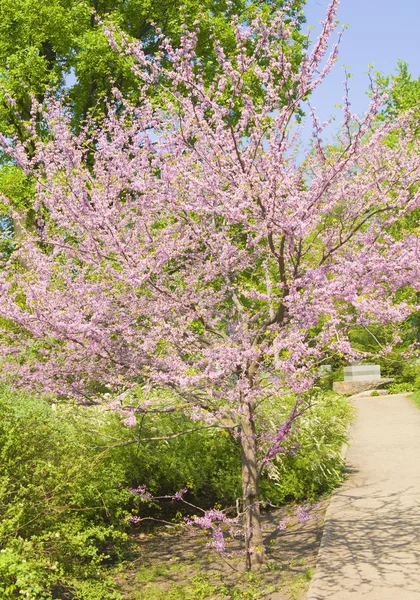 Cercis Canadensis — Fotografia de Stock