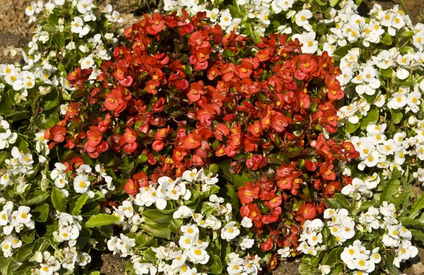 Biała i czerwona begonia — Zdjęcie stockowe