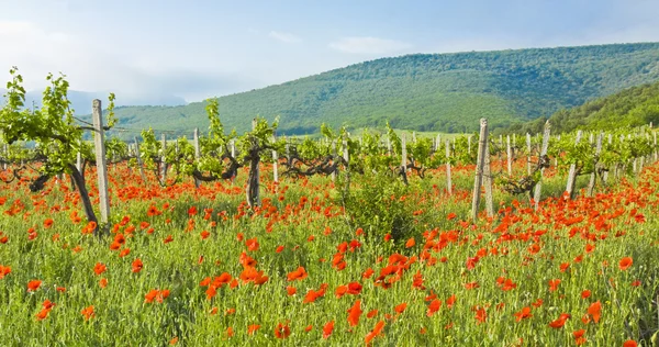 ブドウ園、丘および赤いケシ — ストック写真