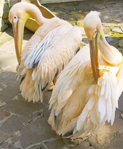 Pelícanos rosados — Foto de Stock