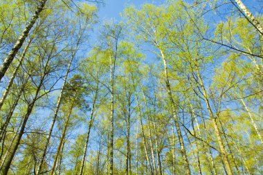 Huş ağacı orman üzerinde mavi gökyüzü