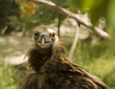 Siyah griffon (Akbaba)