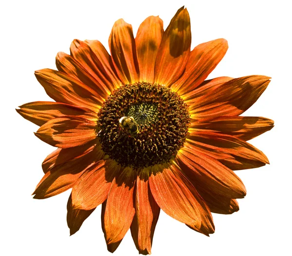 Orange sunflower — Stock Photo, Image