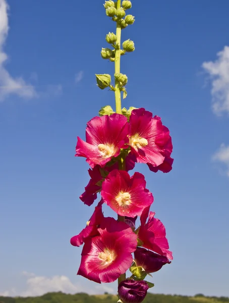 Malva rosa — Fotografia de Stock