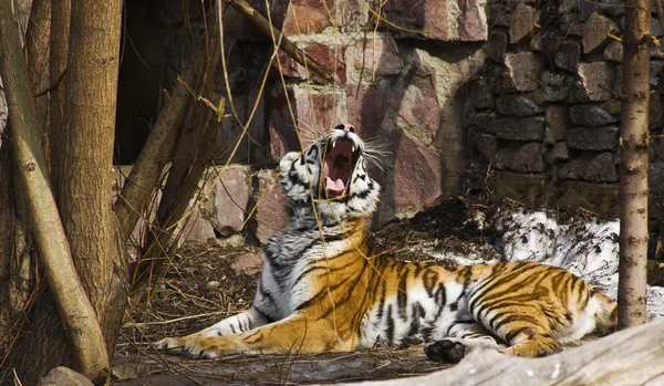 Тигр з відкритим ротом — стокове фото
