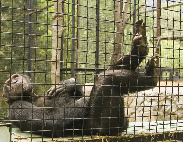 Шимпанзе відпочиває — стокове фото