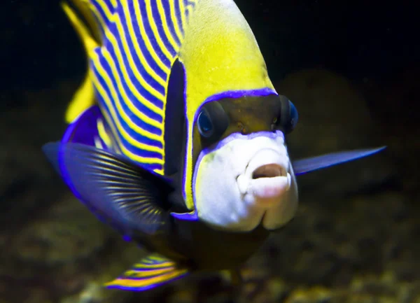 Риба імператор (риби ангела ) — стокове фото