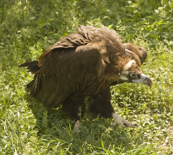 Black griffon (vulture) — Stock Photo, Image