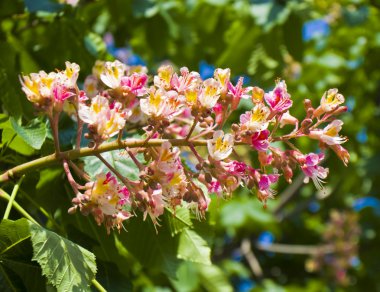 kestane rengi pembe çiçek