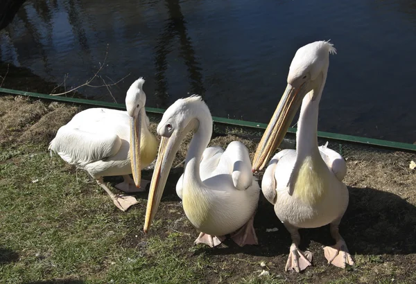 Pelikanen — Stockfoto