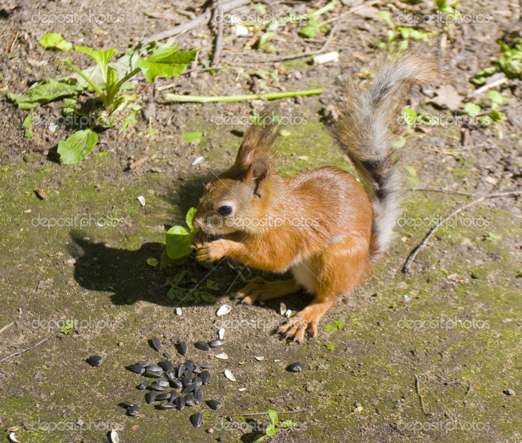 Squirrel with sunflower seeds — Stock Photo © Afonskaya 14191751