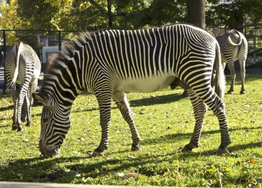 birkaç yürüyüş zebra