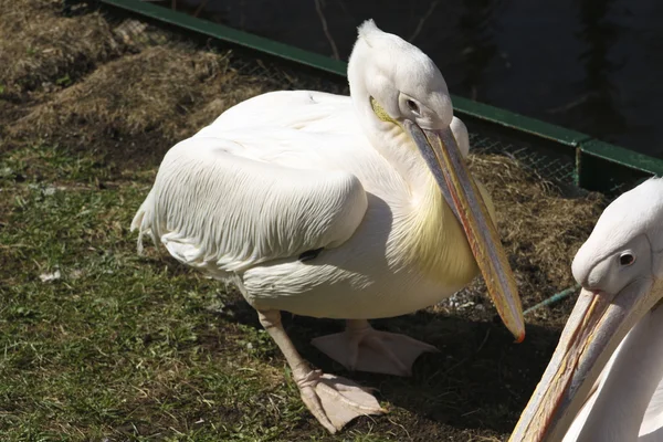 Pelicans — Stock fotografie