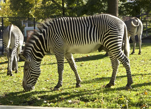 Pochi camminare zebra — Foto Stock