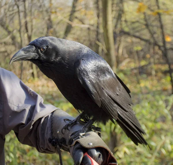 Raven on hand — Stock Photo, Image