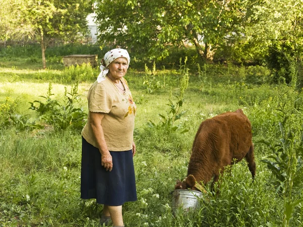 Old lady with calf — Stock Photo, Image