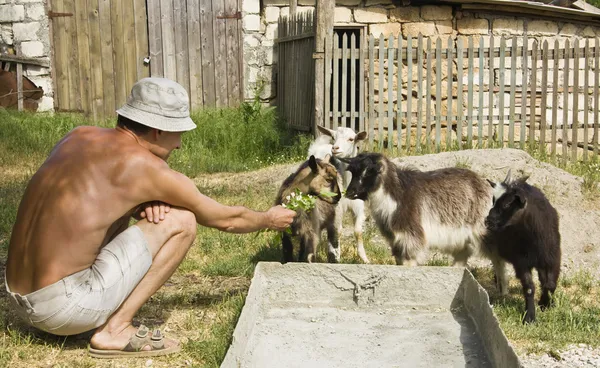 Man with goats — Stock Photo, Image