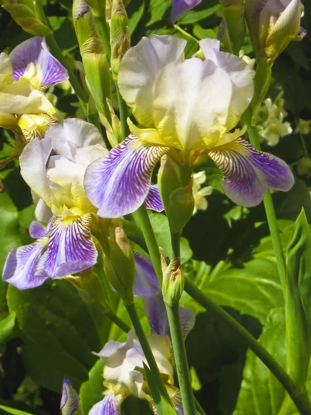 Två Iris i vit och lila mångfärgad — Stockfoto