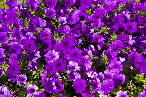 Petunia fioletowy — Zdjęcie stockowe